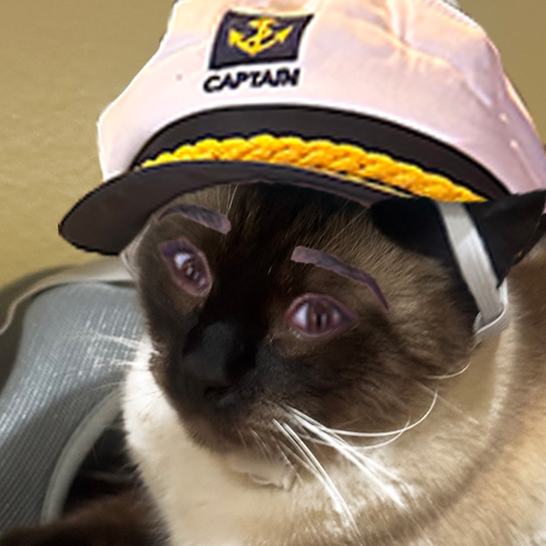 cat like anam